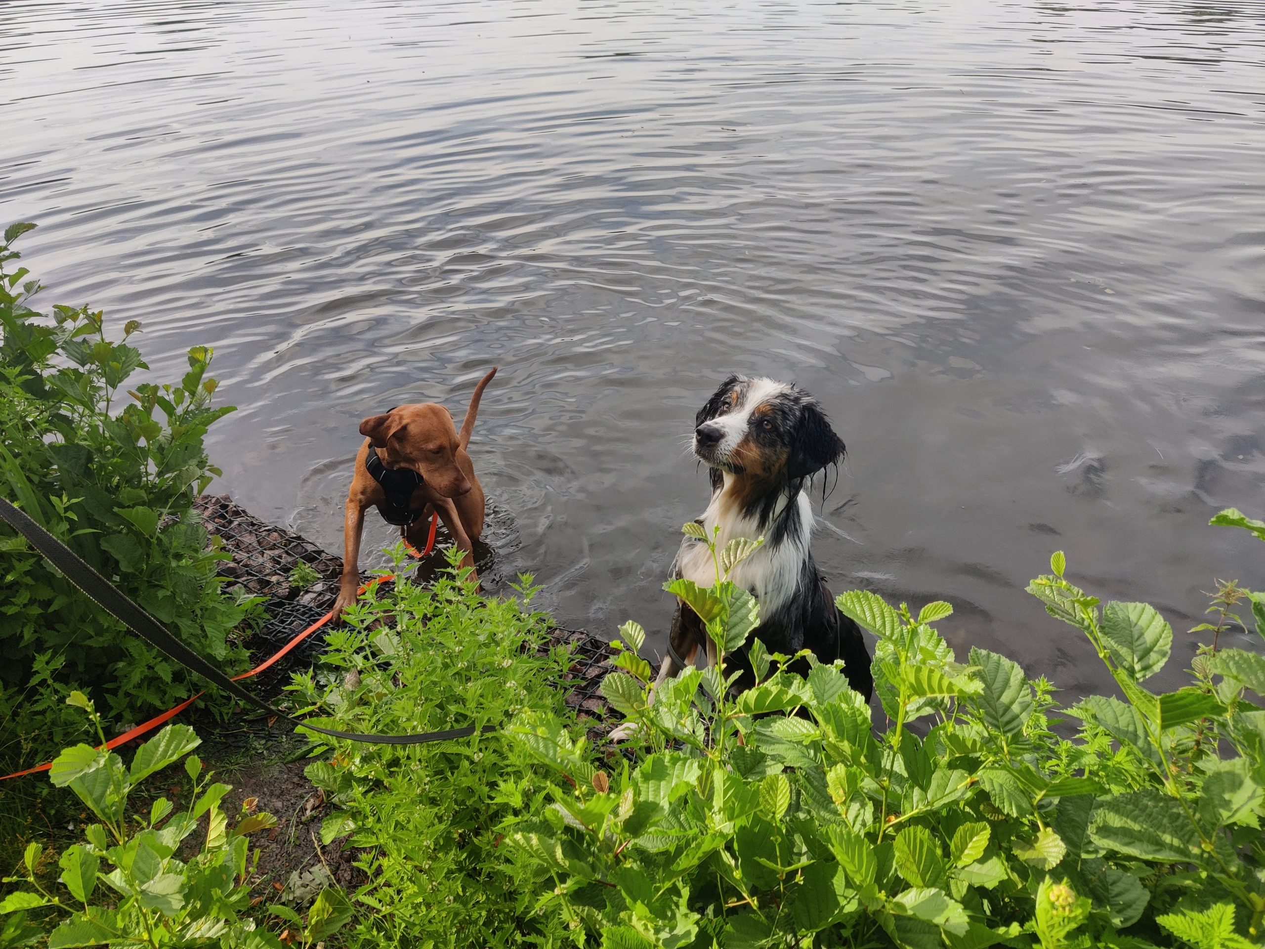 IMG_20230711_182443 IMG_20230711_182443