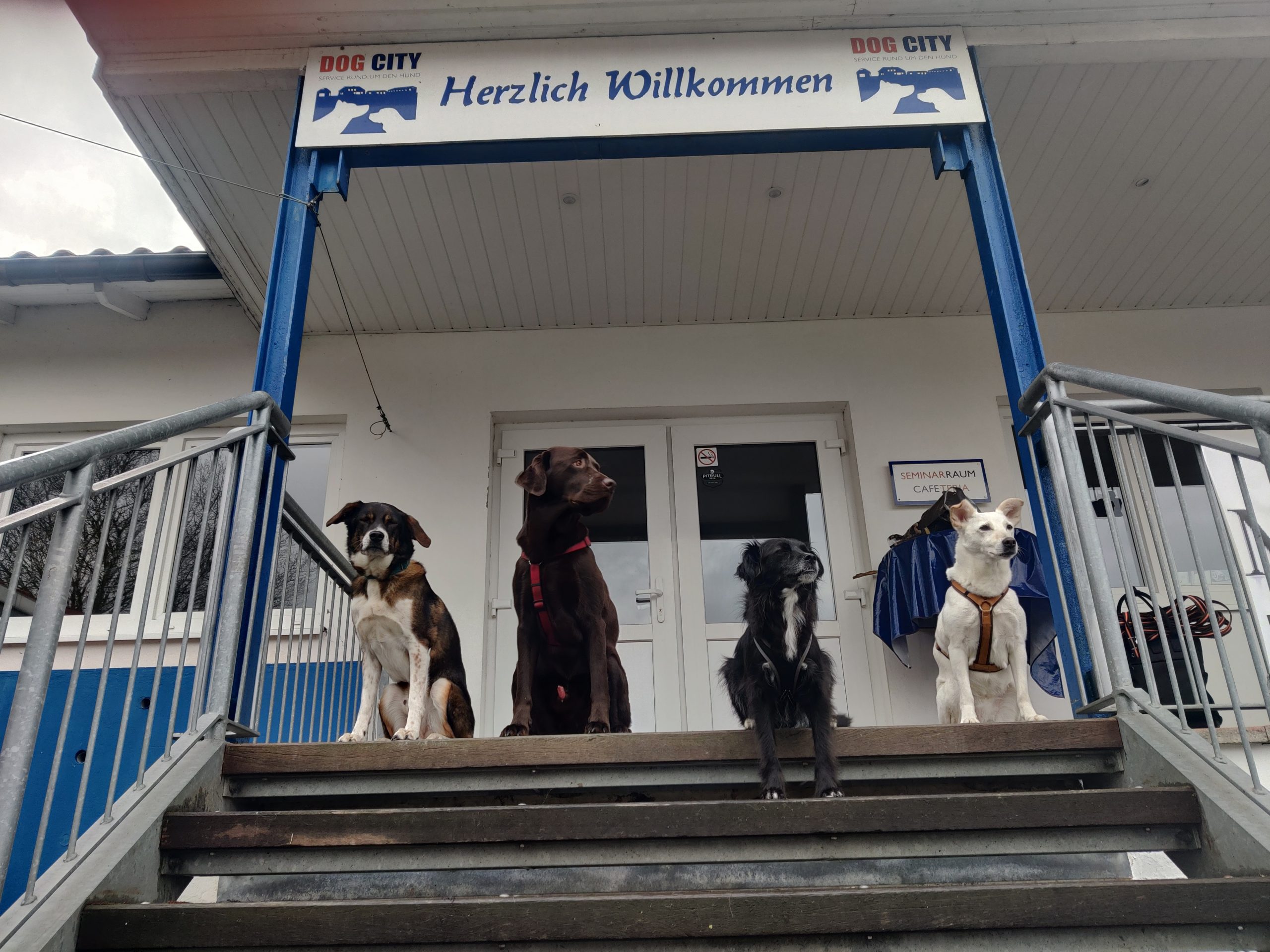 IMG_20240403_174240 IMG_20240403_174240