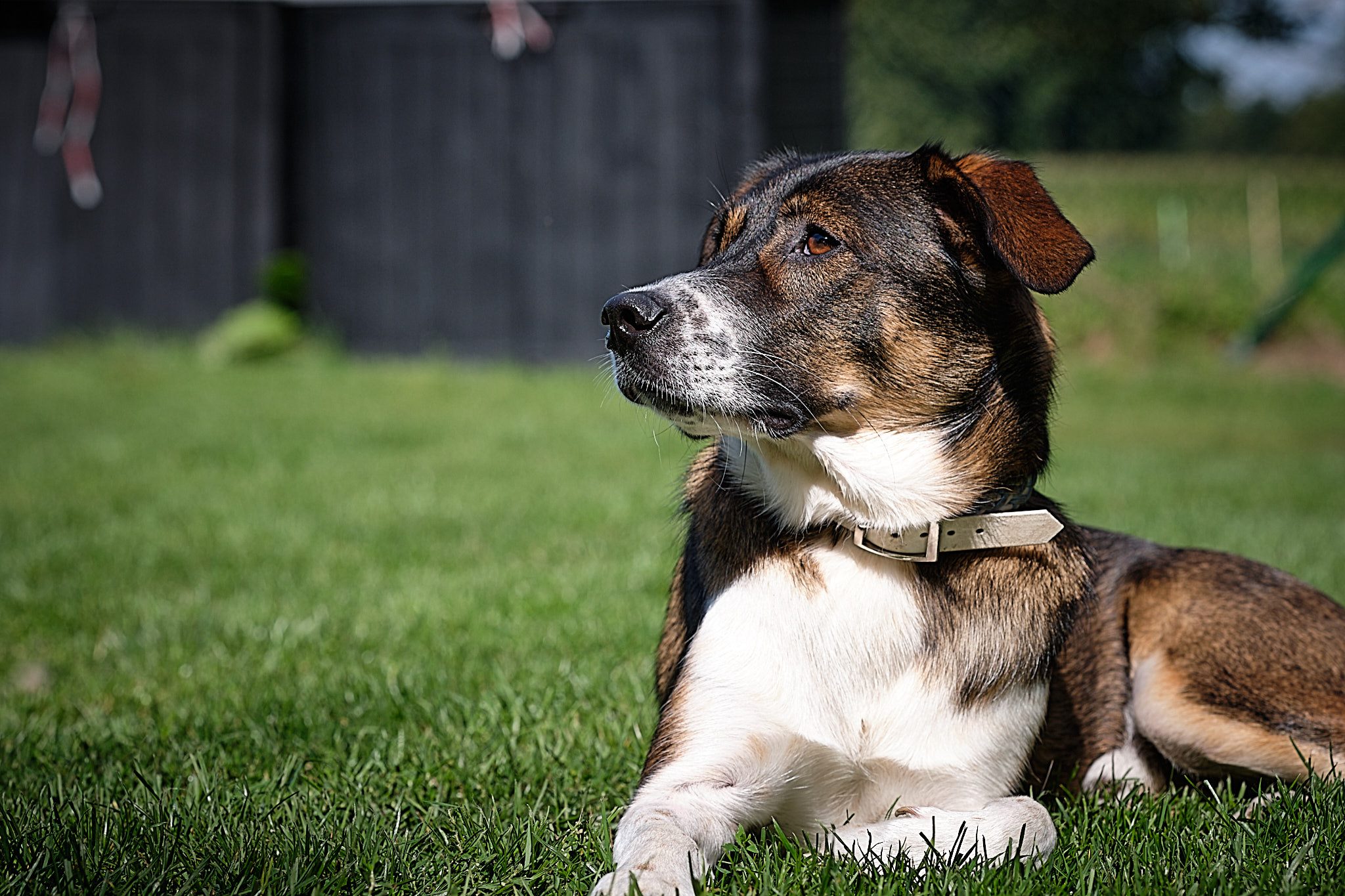 Merlin-Profil Merlin-Profil