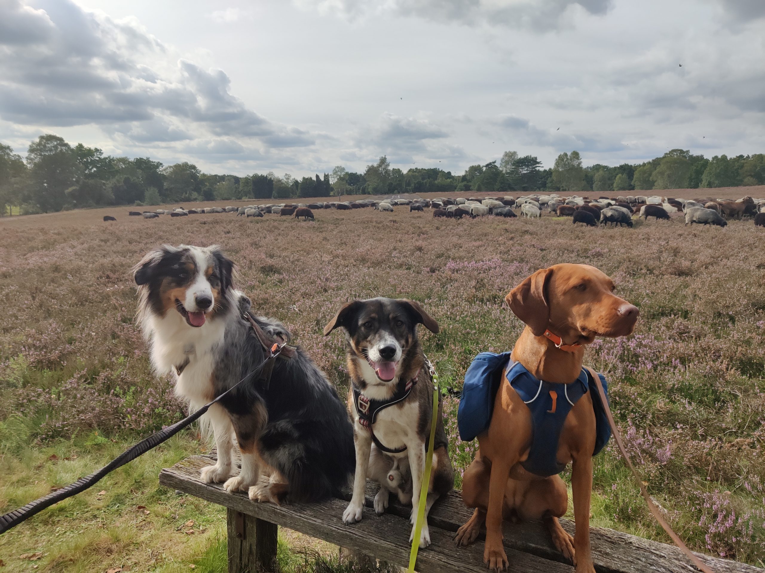 IMG_20230903_162048 IMG_20230903_162048